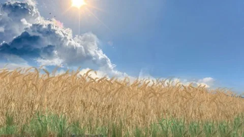 FS15 - Yeni Buğday ve Arpa Dokuları