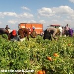 Domates Hasat Makinası[Nereden Nereye]