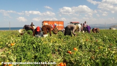 domates_hasat_makinasi