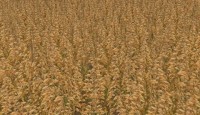 FS15 – Yulaf Doku Dosyası