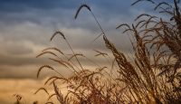 FS17 – Empty Harita Yaması