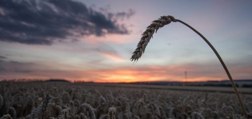 gercek_urun_verimi_ve_tohumluk_orani