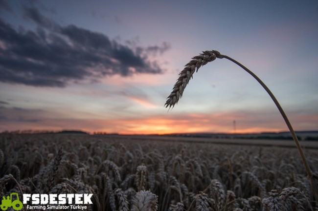 gercek_urun_verimi_ve_tohumluk_orani