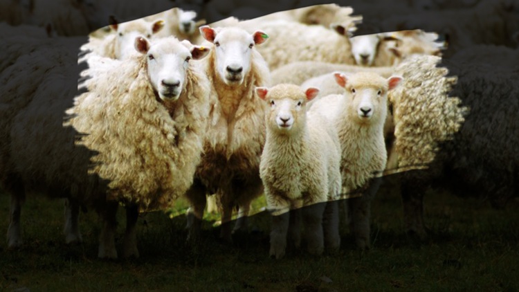 FS25 – Koyun Yetiştirmek